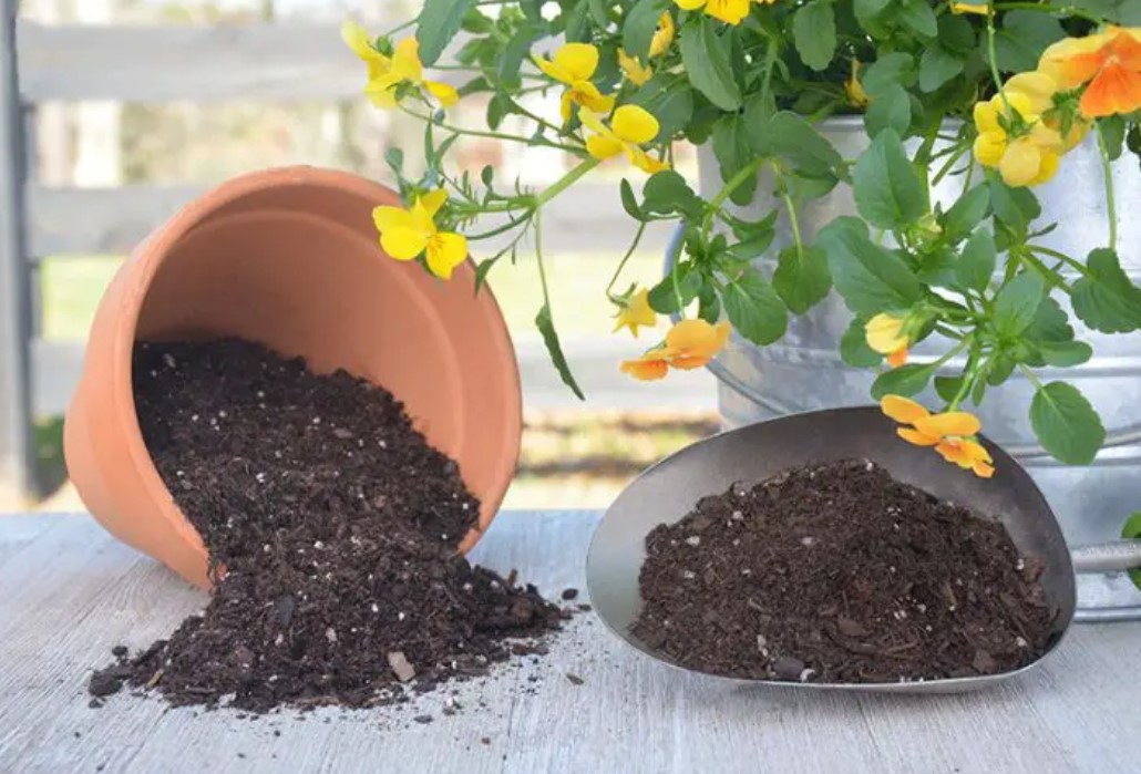 Рыхлый свежий грунт для комнатных цветов рядом с цветущим растением в горшке